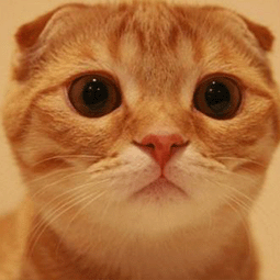 灯蓝安卓下载地址